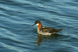 Red-necked Phalarope, Olafsvik, Iceland